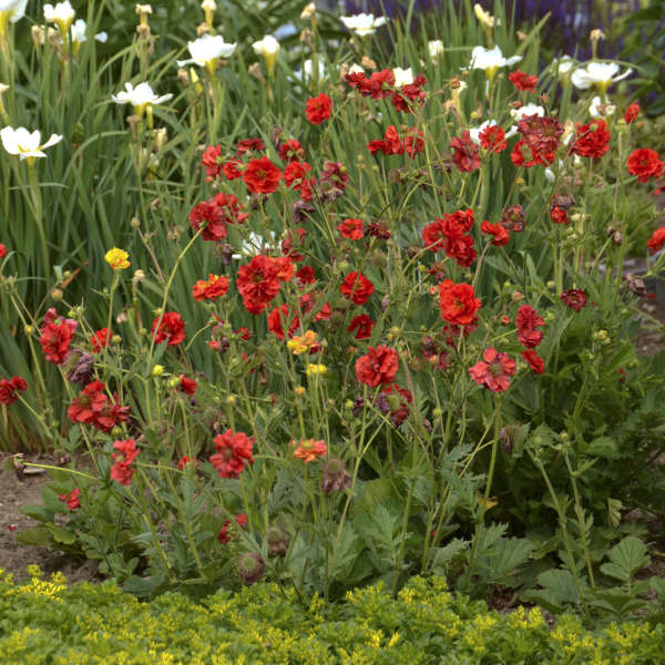 'Blazing Sunset' Geum - Image 2