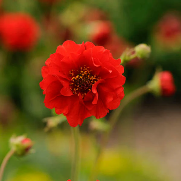'Blazing Sunset' Geum - Image 3