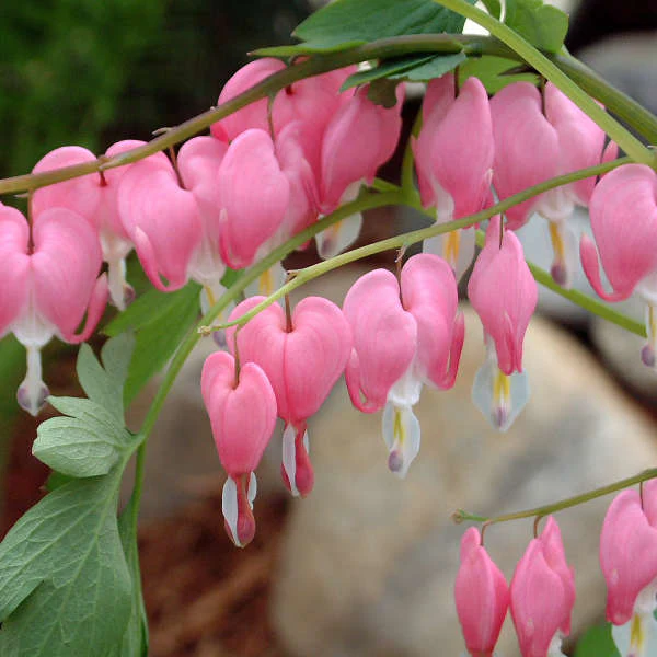 Bleeding Heart (Dicentra)