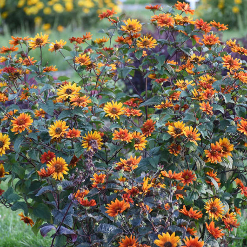 'Bleeding Hearts' False Sunflower (Heliopsis) - Image 3
