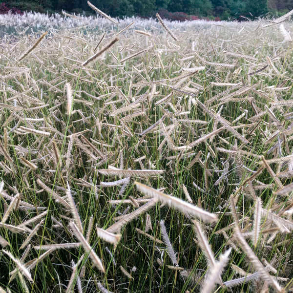'Blonde Ambition' Blue Grama Grass (Bouteloua)