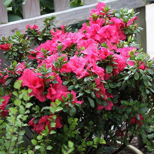 Bloom-A-Thon® Hot Pink Reblooming Azalea - Image 3