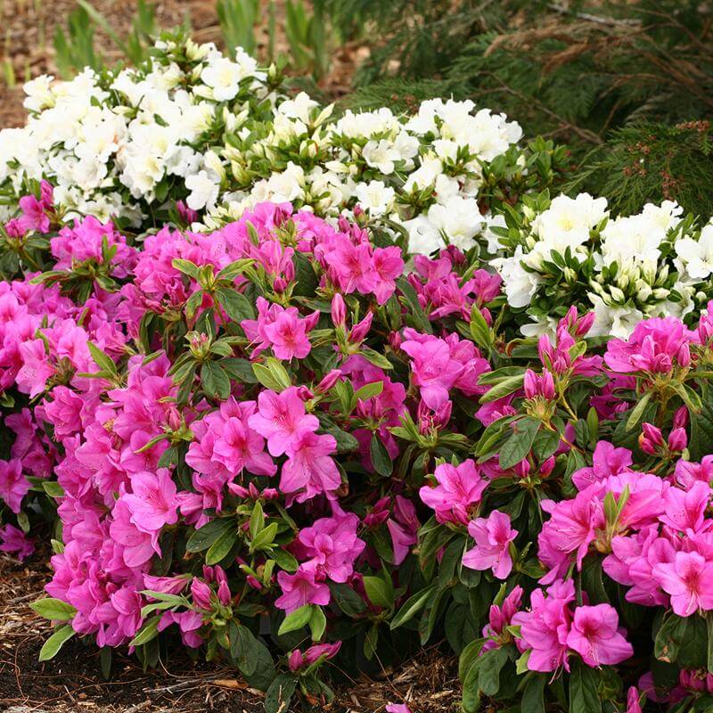 Bloom-A-Thon® Lavender Reblooming Azalea - Image 2