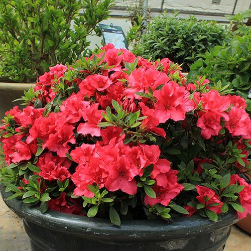 Bloom-A-Thon® Red Reblooming Azalea - Image 2