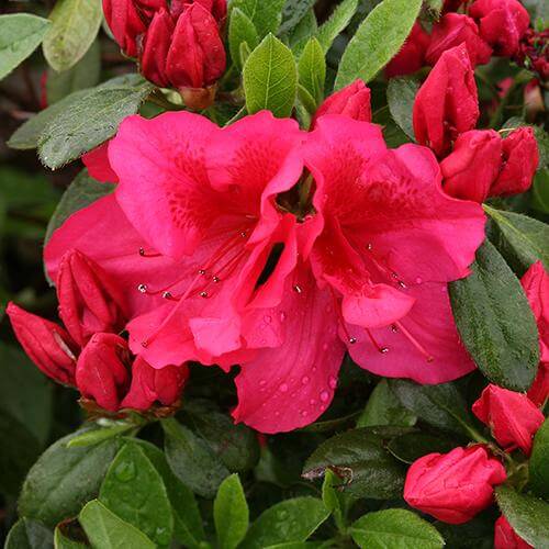 Bloom-A-Thon® Red Reblooming Azalea - Image 3