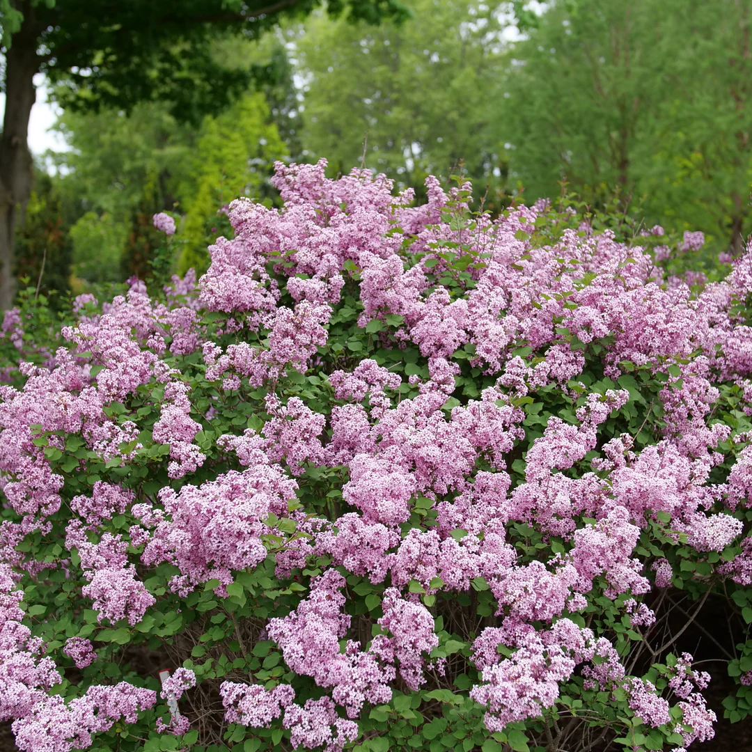 Bloomerang Purpink® Lilac (Syringa)