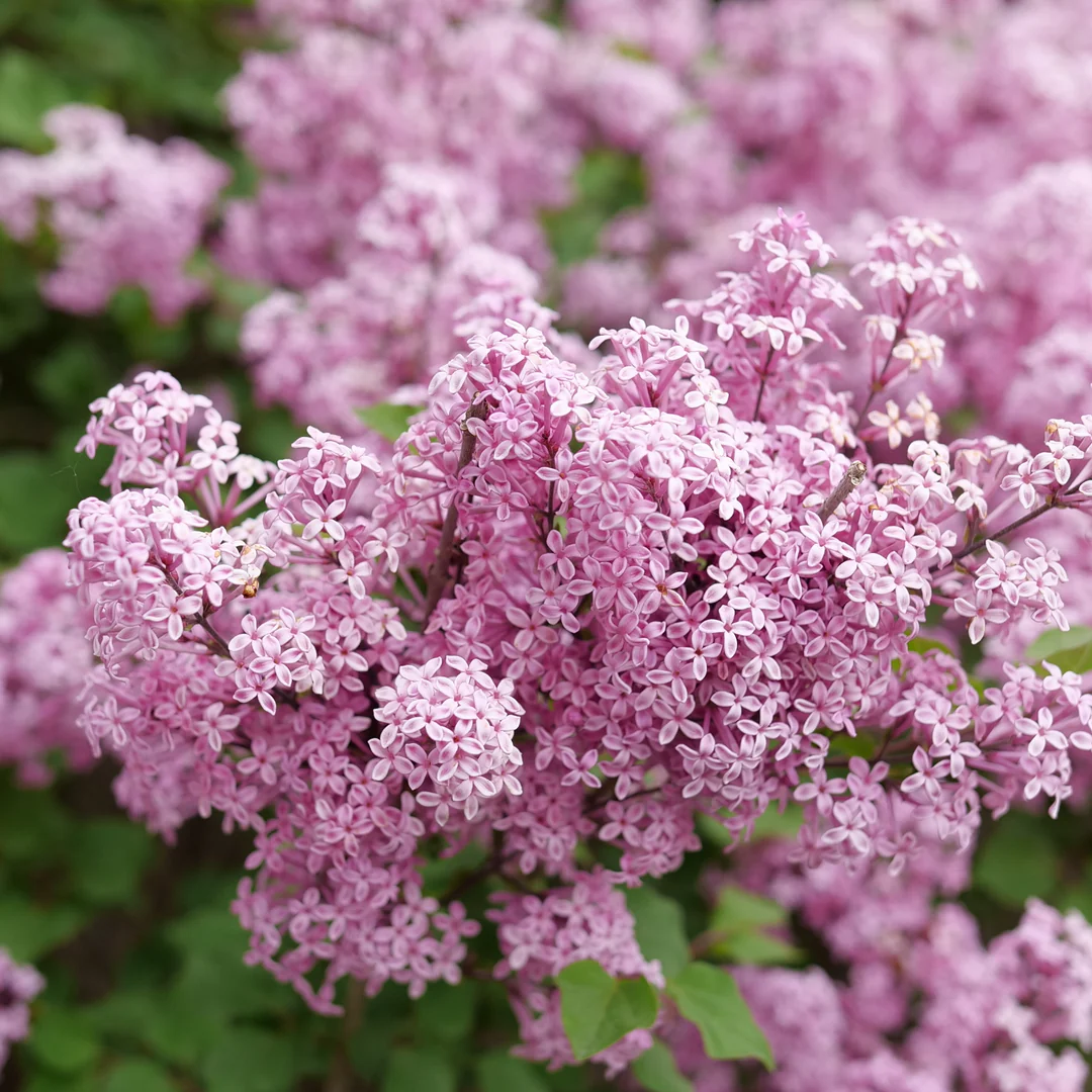 Bloomerang Purpink® Lilac (Syringa) - Image 2