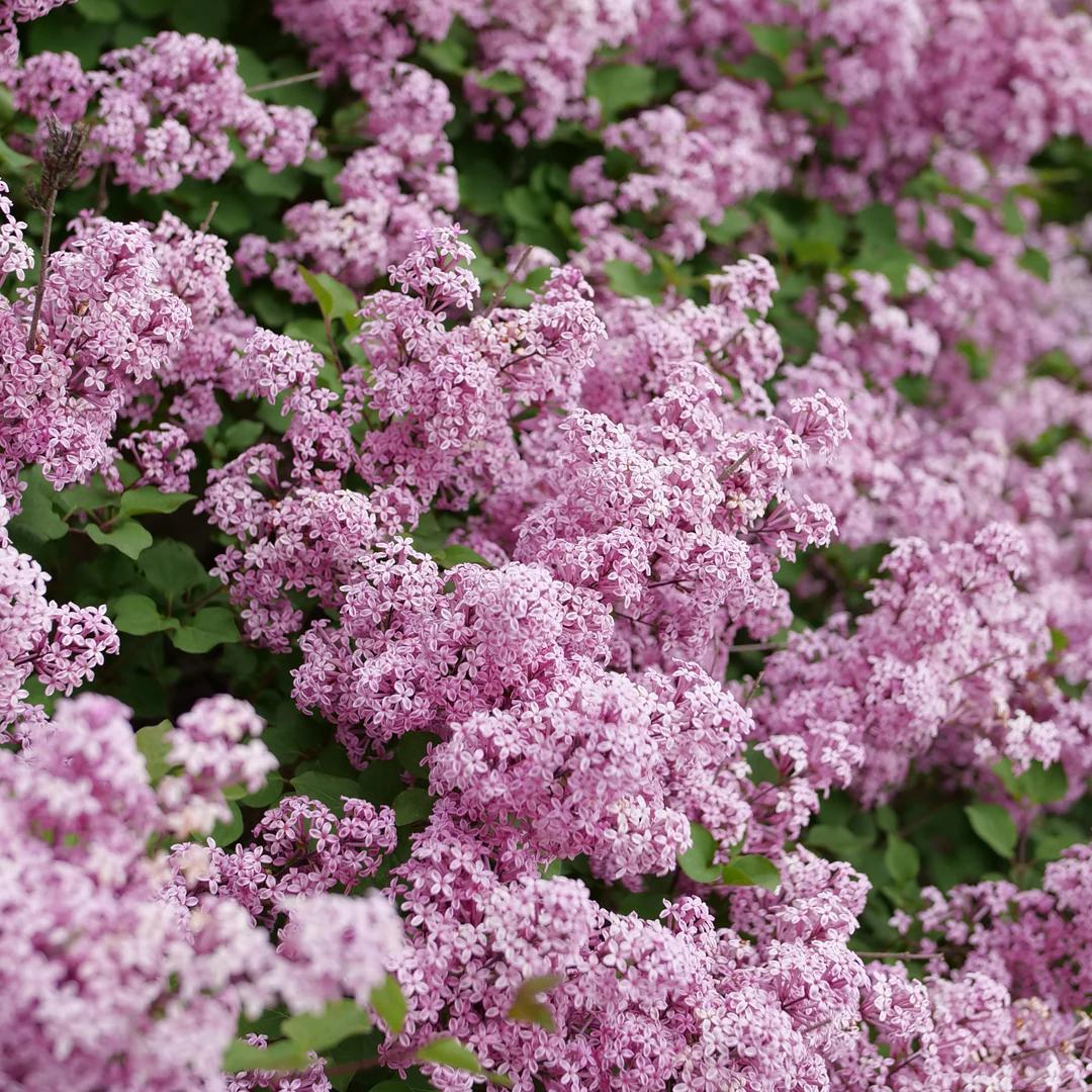 Bloomerang Purpink® Lilac (Syringa) - Image 3