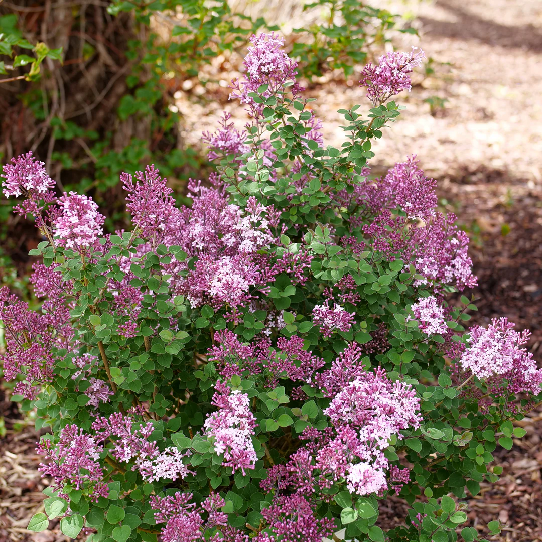 Bloomerang Purpink® Lilac (Syringa) - Image 4