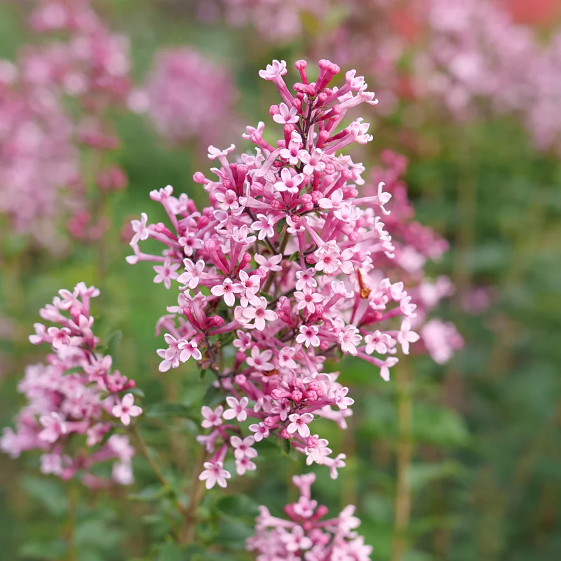 Bloomerang Ballet® Lilac (Syringa)