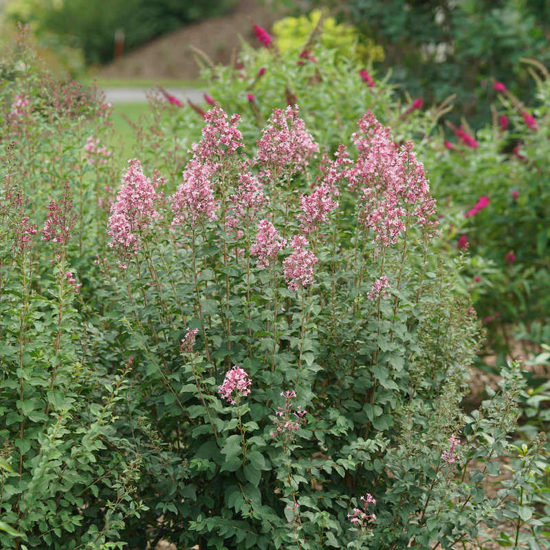 Bloomerang Ballet® Lilac (Syringa) - Image 4