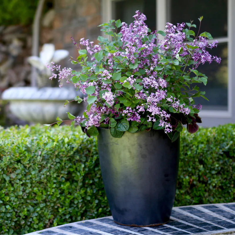 Bloomerang® Dark Purple Reblooming Lilac (Syringa) - Image 5
