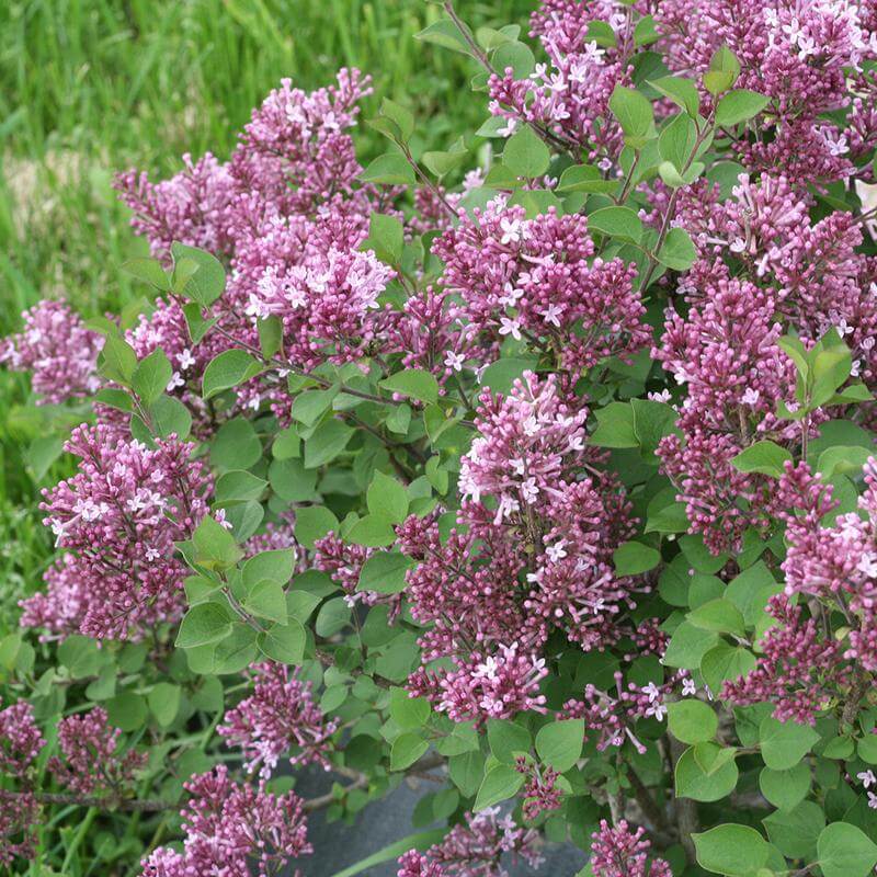 Bloomerang® Dwarf Purple Reblooming Lilac - Image 2