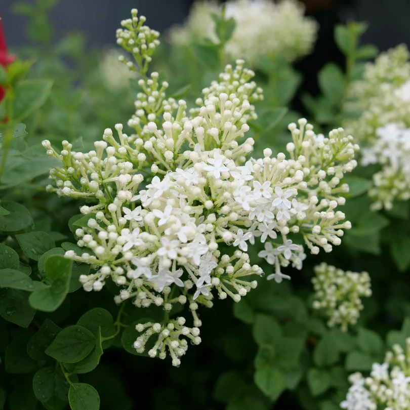 Bloomerang Showmound™ Reblooming Lilac (Syringa) - Image 3