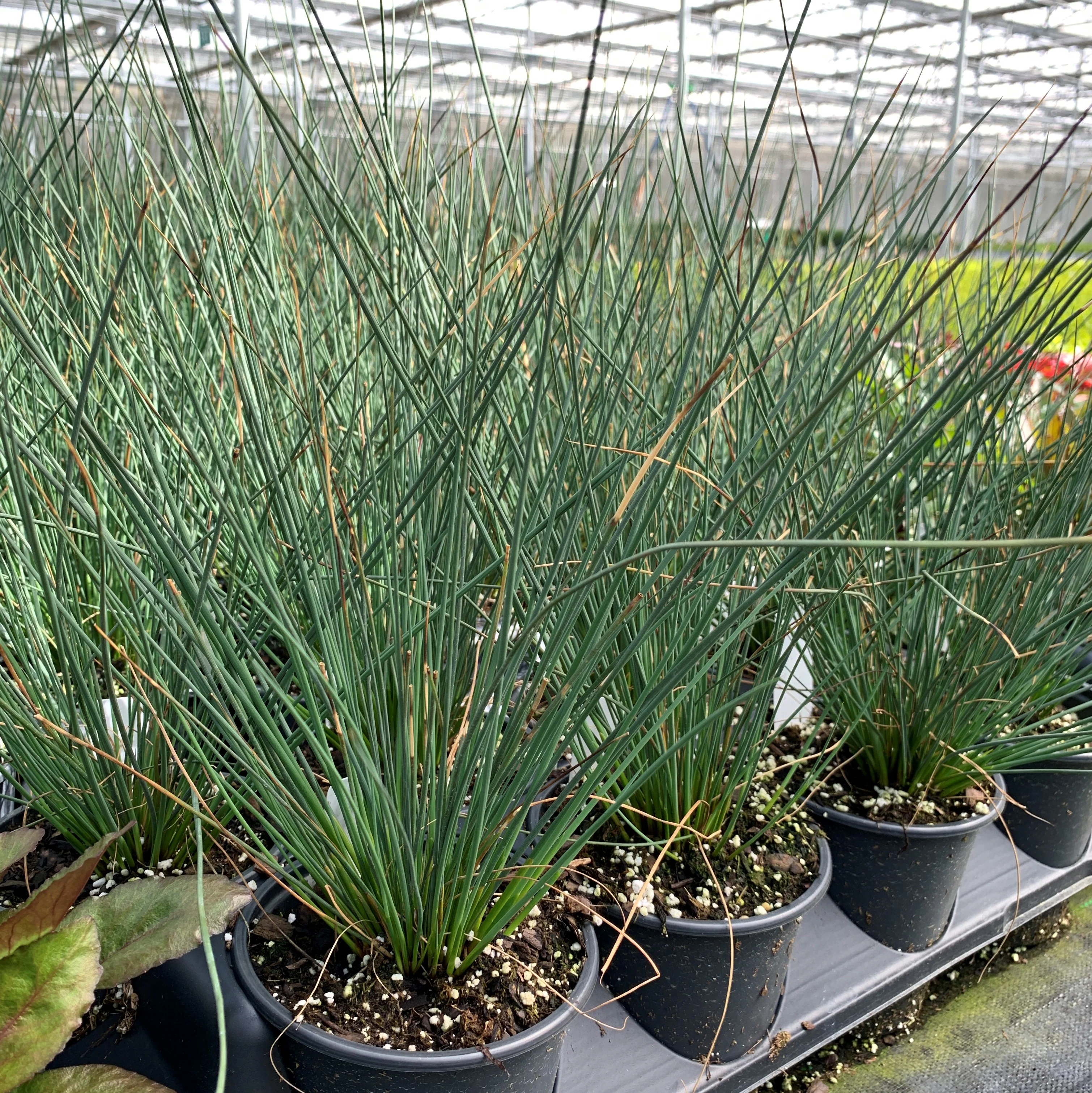 'Blue Arrows' Rush (Juncus)