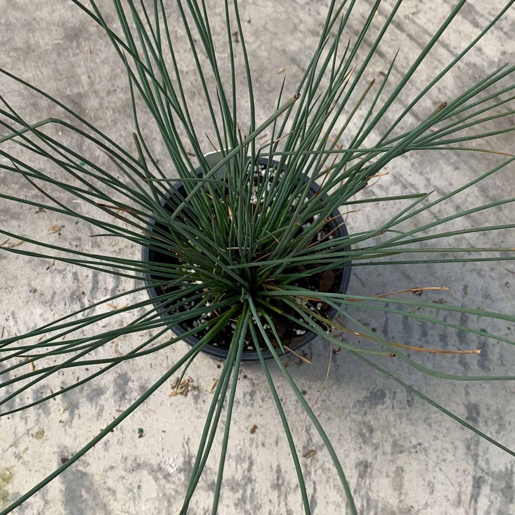'Blue Arrows' Rush (Juncus) - Image 4