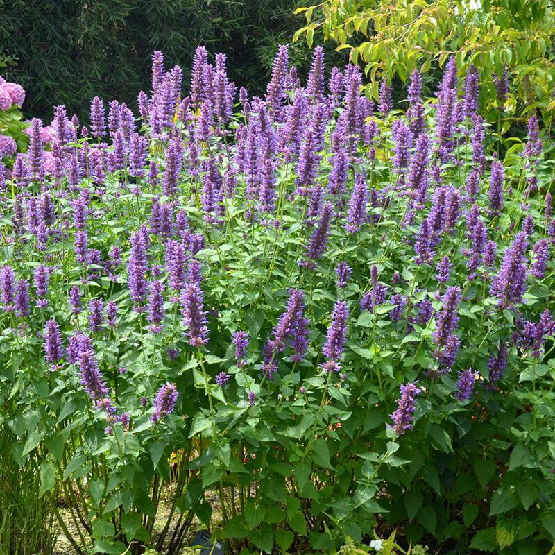 'Blue Boa' Hummingbird Mint (Agastache)