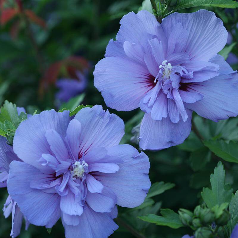 Blue Chiffon® Rose of Sharon (Hibiscus) - Image 3