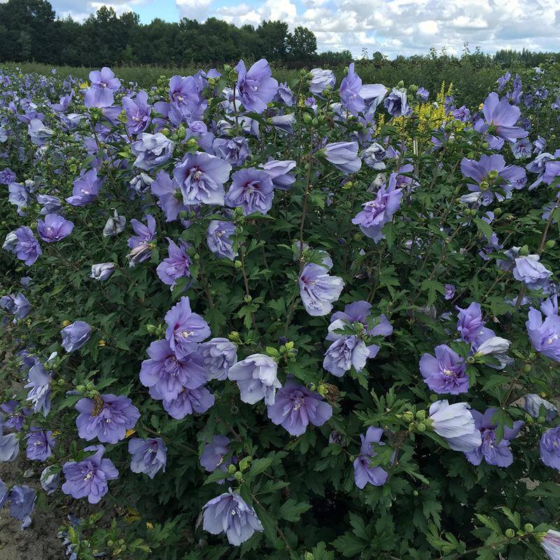 Blue Chiffon® Rose of Sharon (Hibiscus) - Image 5