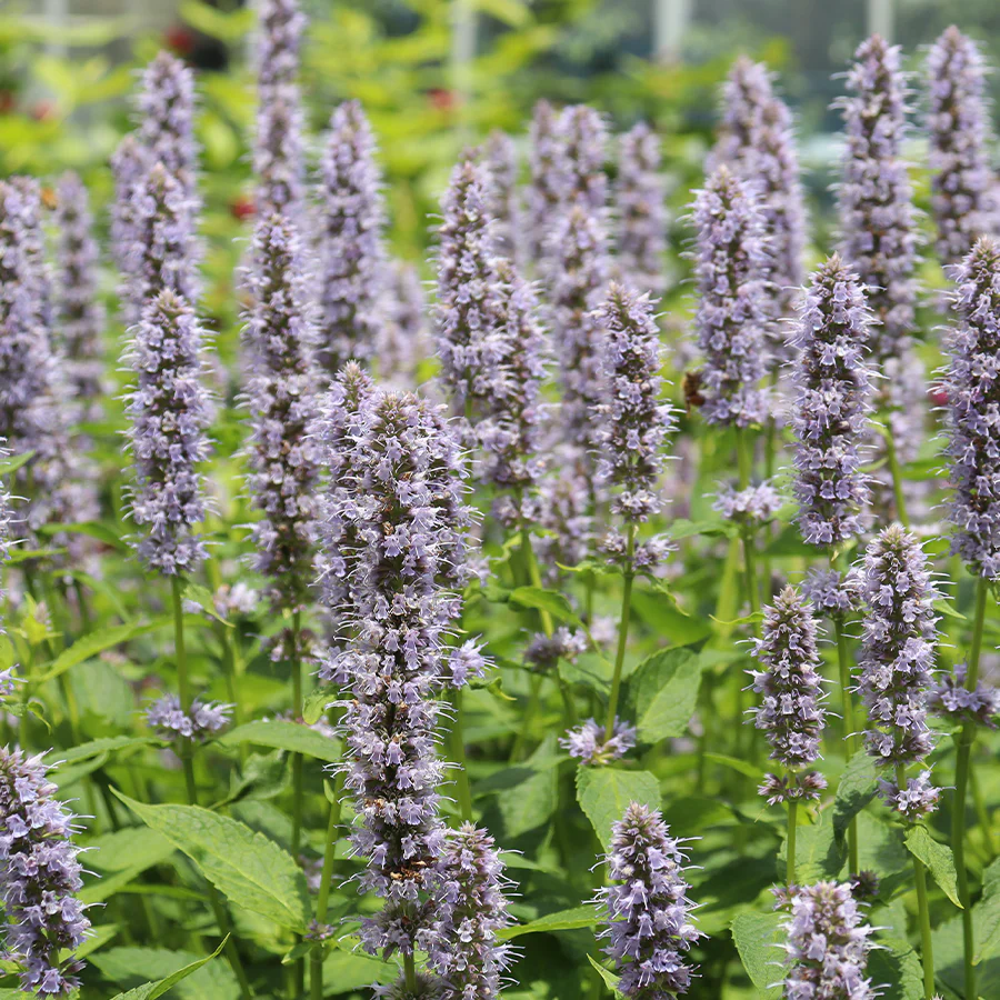 'Blue Fortune' Hummingbird Mint (Agastache) - Image 2