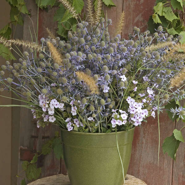 'Blue Glitter' Sea Holly (Eryngium) - Image 3