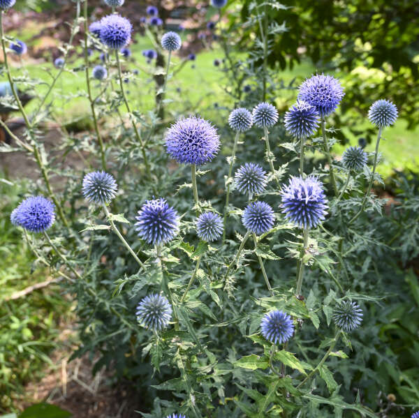 'Blue Glow' Globe Thistle (Echinops)