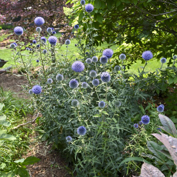 'Blue Glow' Globe Thistle (Echinops) - Image 3
