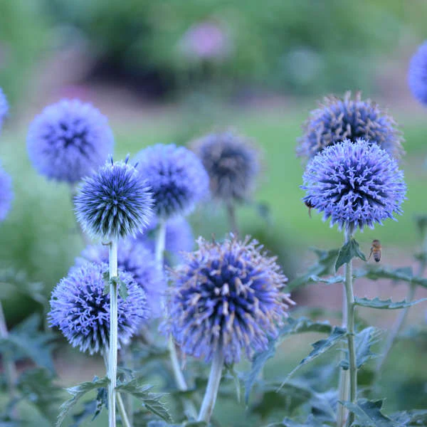 'Blue Glow' Globe Thistle (Echinops) - Image 4