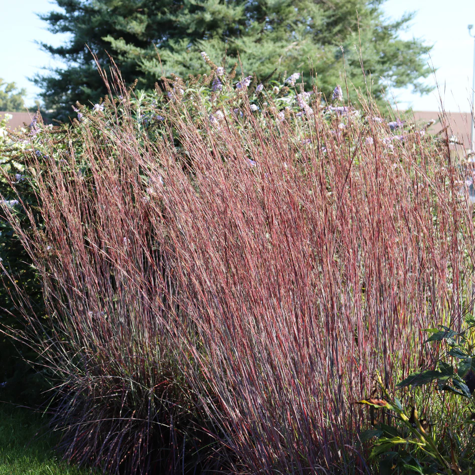 Blue Heaven® Little Bluestem (Schizachyrium)