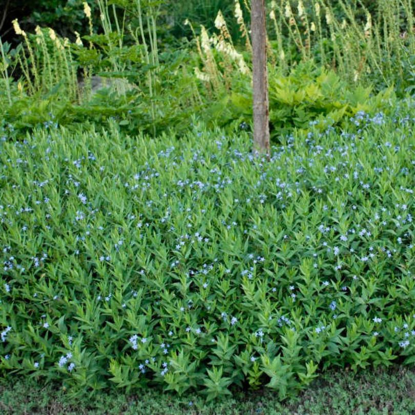 'Blue Ice' Bluestar (Amsonia) - Image 3