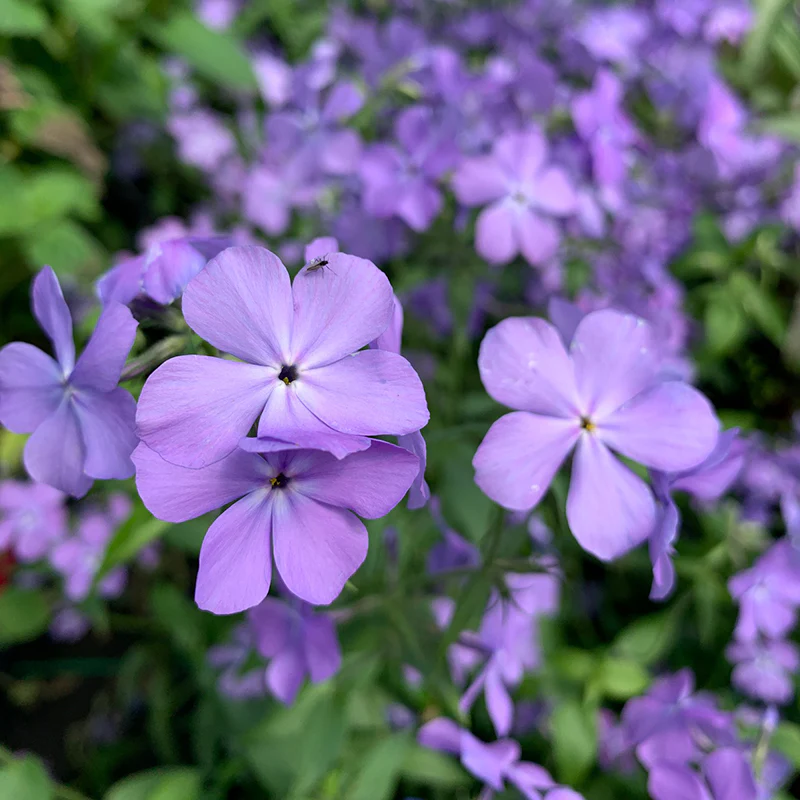 'Blue Moon' Woodland Phlox - Image 2