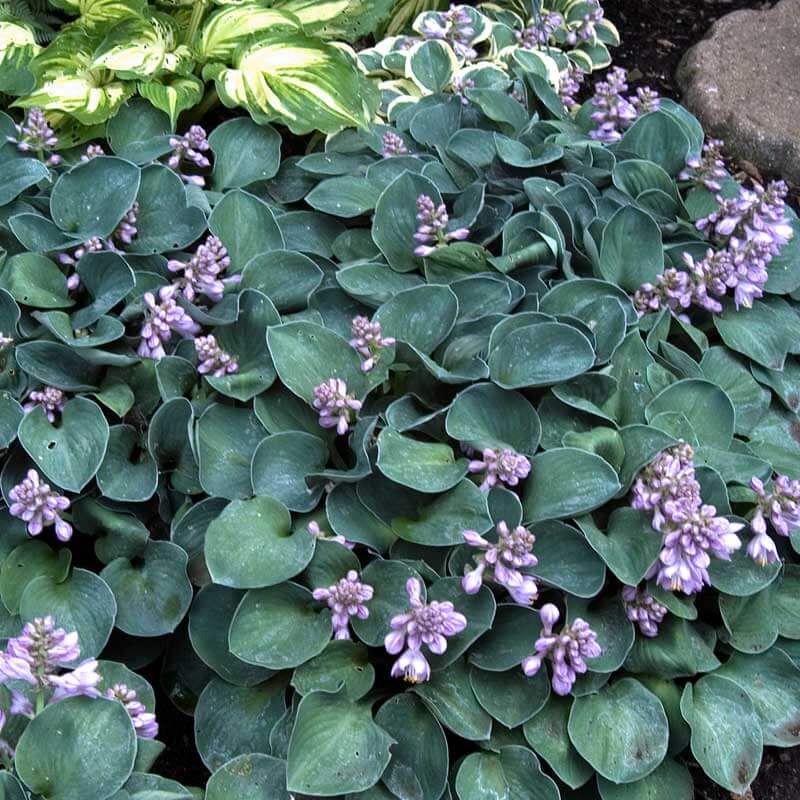 'Blue Mouse Ears' Hosta - Image 5