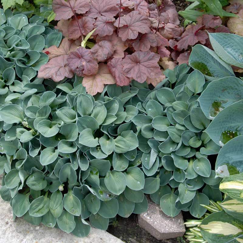 'Blue Mouse Ears' Hosta - Image 6