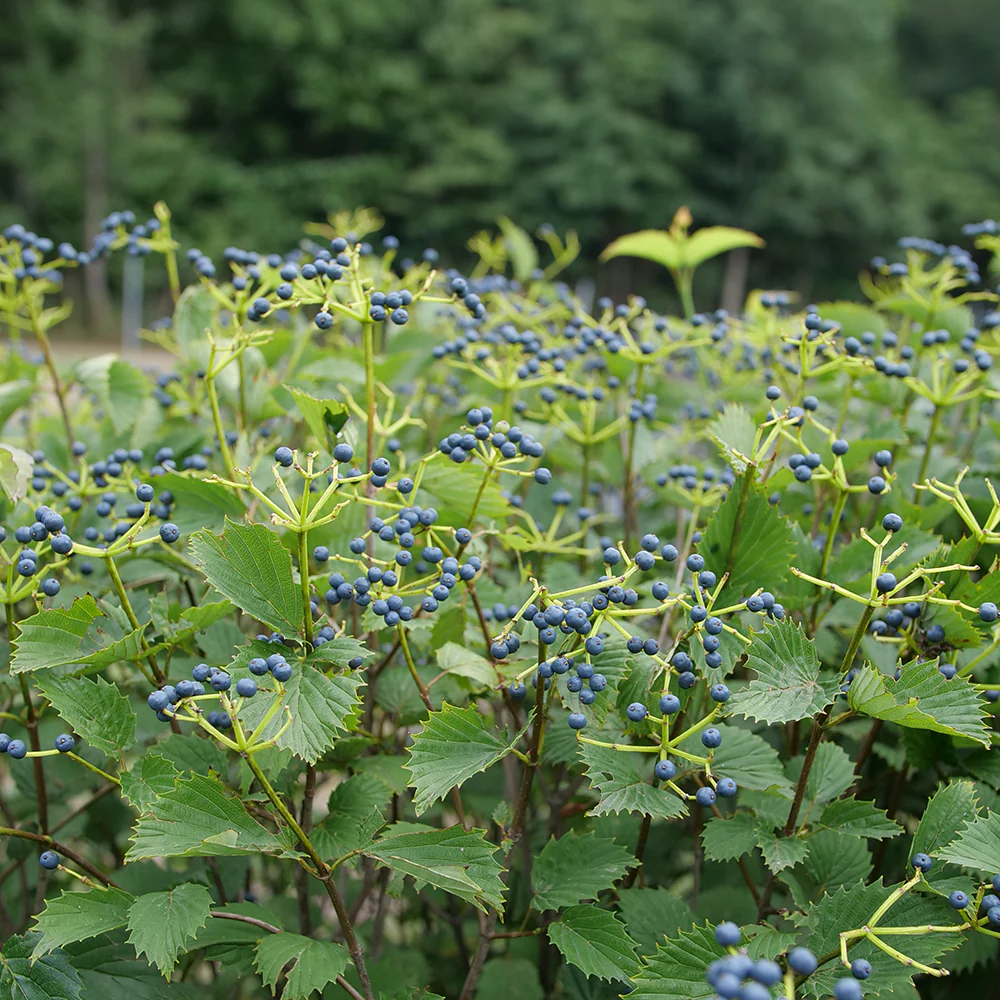 Blue Muffin® Arrowwood Viburnum - Image 5