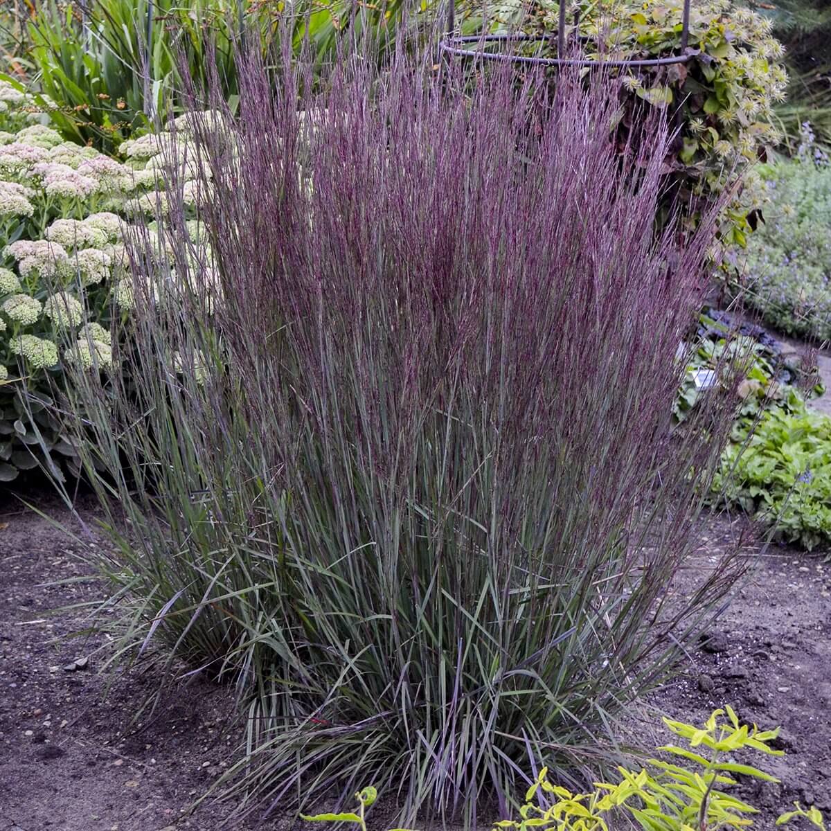 Prairie Winds® 'Blue Paradise' Bluestem Grass (Schizachyrium)