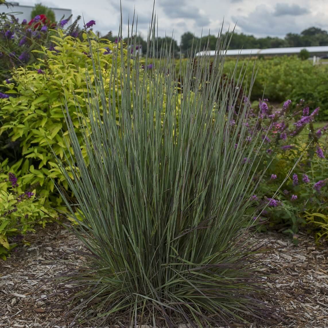 Prairie Winds® 'Blue Paradise' Bluestem Grass (Schizachyrium) - Image 4
