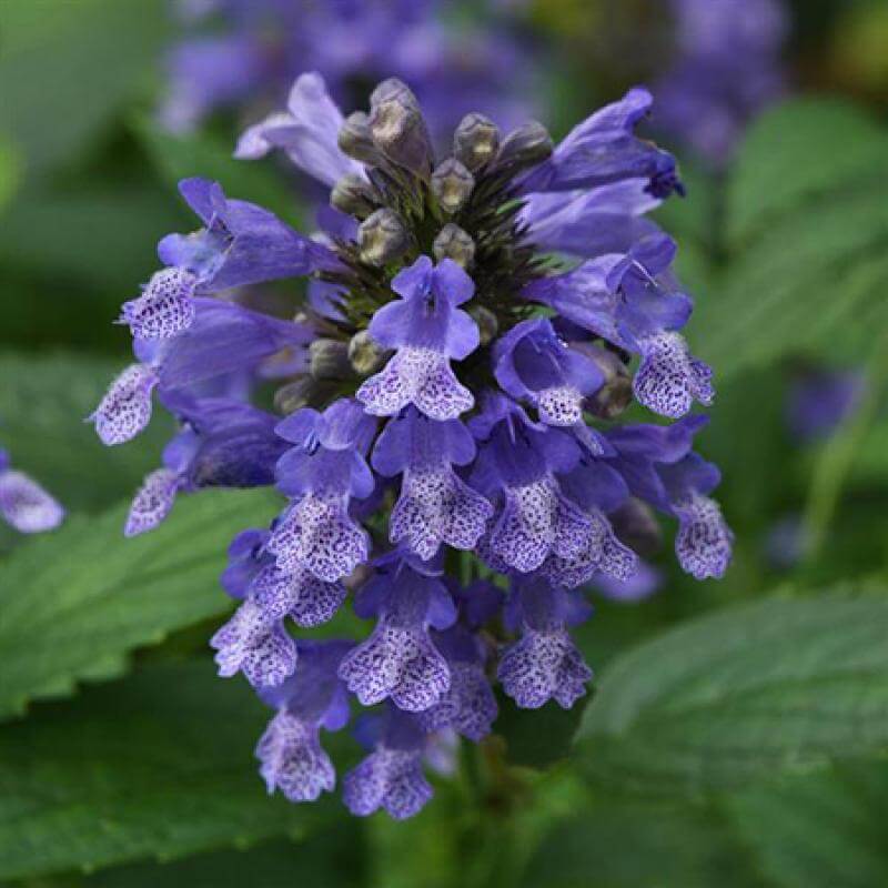 'Blue Prelude' Catmint