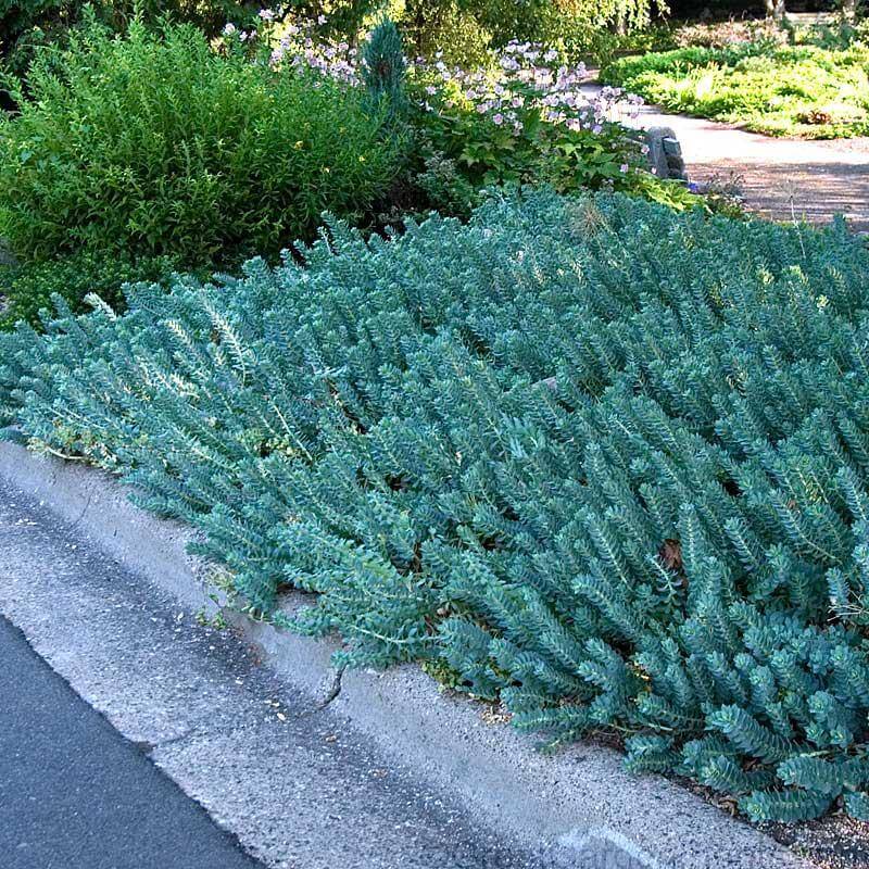 'Blue Spruce' Stonecrop (Sedum)