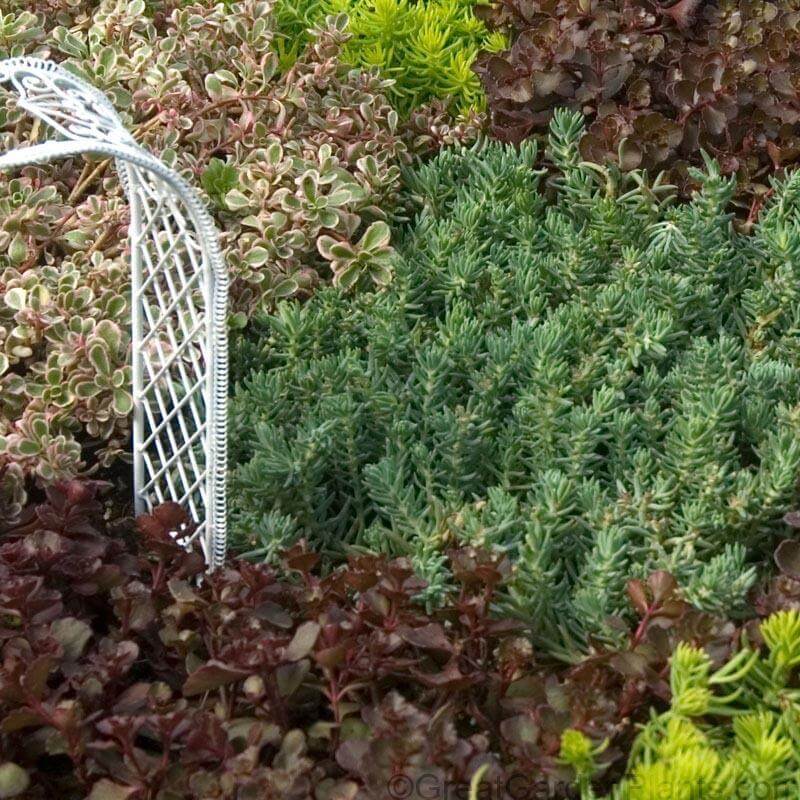 'Blue Spruce' Stonecrop (Sedum) - Image 3
