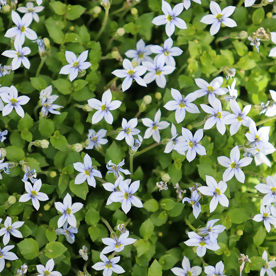 Blue Star Creeper (Isotoma fluviatilis) - Image 2