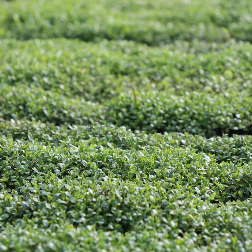 Blue Star Creeper (Isotoma fluviatilis) - Image 5