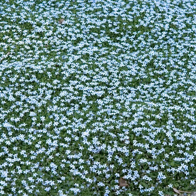 Blue Star Creeper (Isotoma fluviatilis) - Image 6