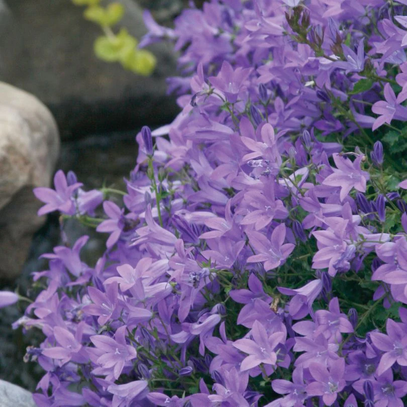 'Blue Waterfall' Bellflower (Campanula)