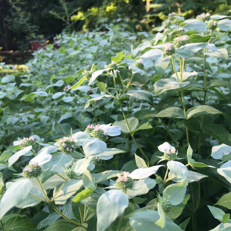 Blunt Mountain Mint (Pycnanthemum muticum) - Image 3