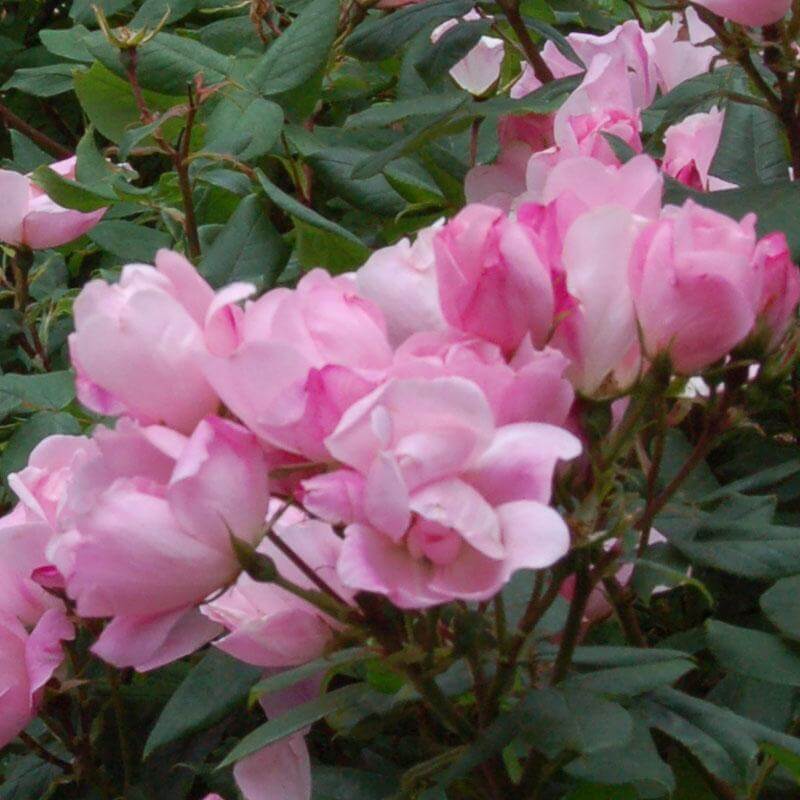 Blushing Knock Out® Rose - Image 3