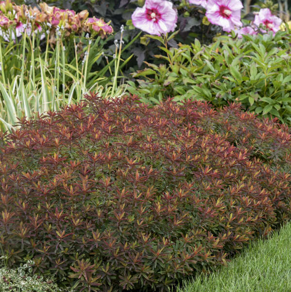 'Bonfire' Spurge (Euphorbia)