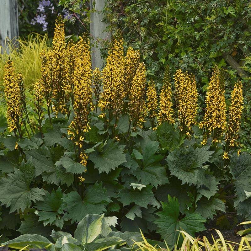 'Bottle Rocket' Ligularia - Image 3
