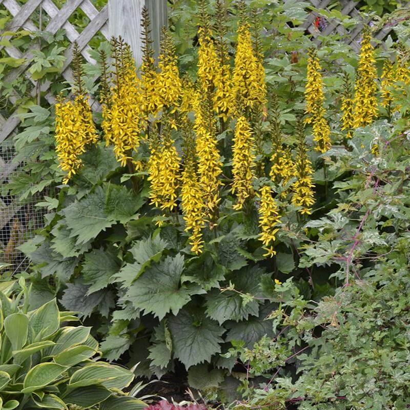 'Bottle Rocket' Ligularia - Image 4