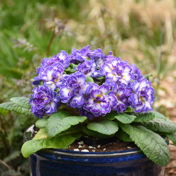 Bouquet Perfect™ 'Blue Ripples' Primrose (Primula)