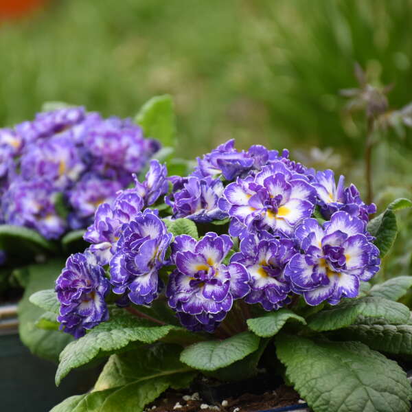 Bouquet Perfect™ 'Blue Ripples' Primrose (Primula) - Image 2